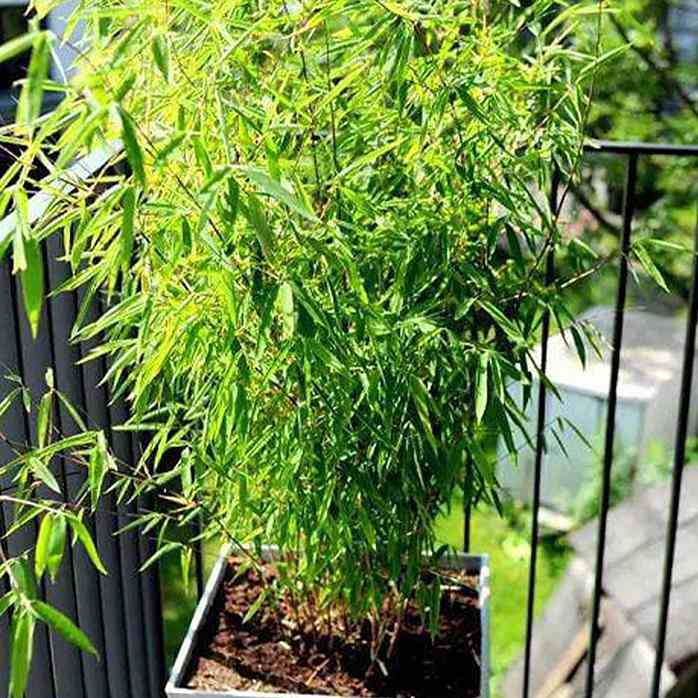 Chinese Bamboo
